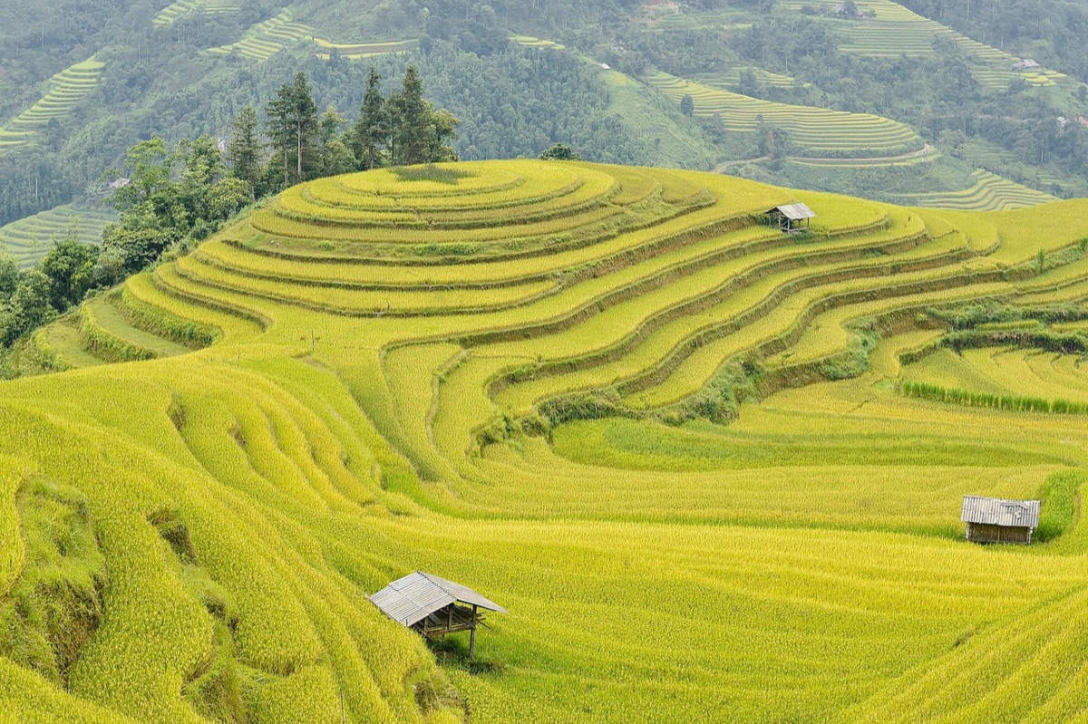 Vista aérea de las terrazas de arroz de Ubud