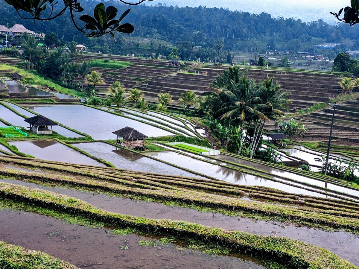 Terrasses de rizières verdoyantes à Ubud, Bali.