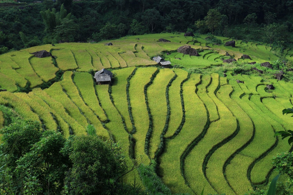 Paesaggio iconico delle risaie di Ubud a Bali