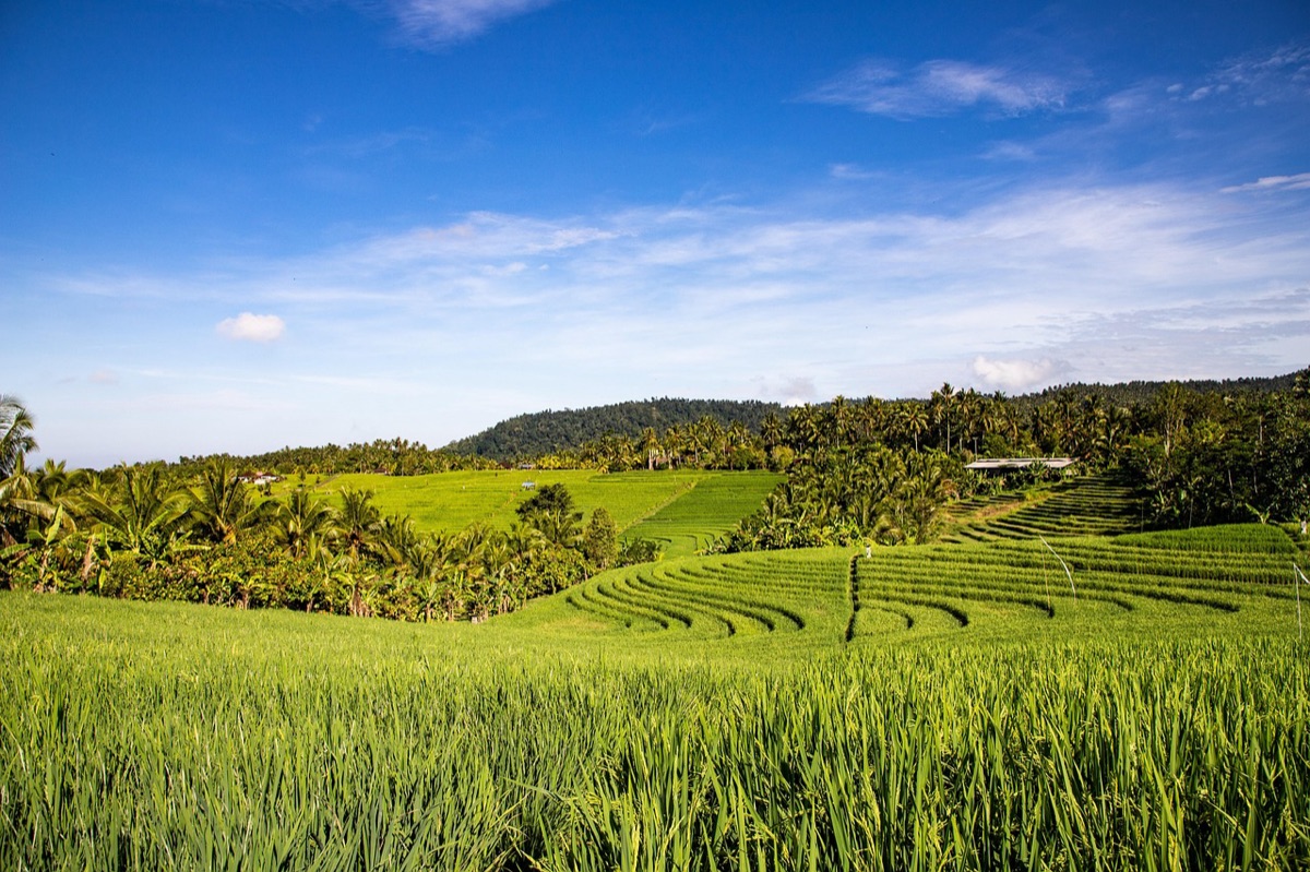 Prachtige rijstterrassen in Bali
